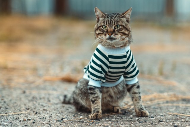 Боевые коты
