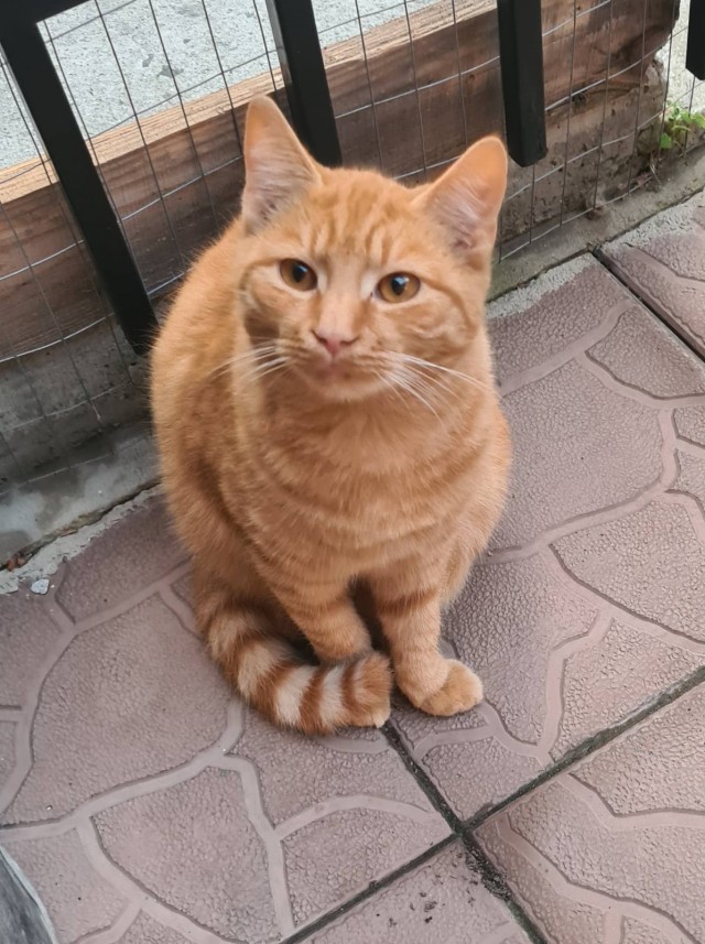 Просто уличный кот