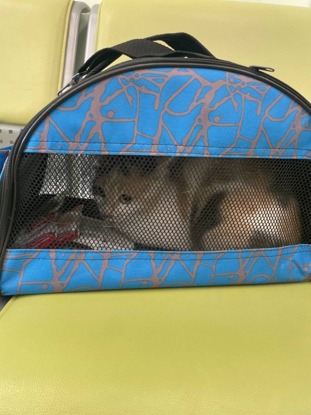 Нехорошая новость в котовторник