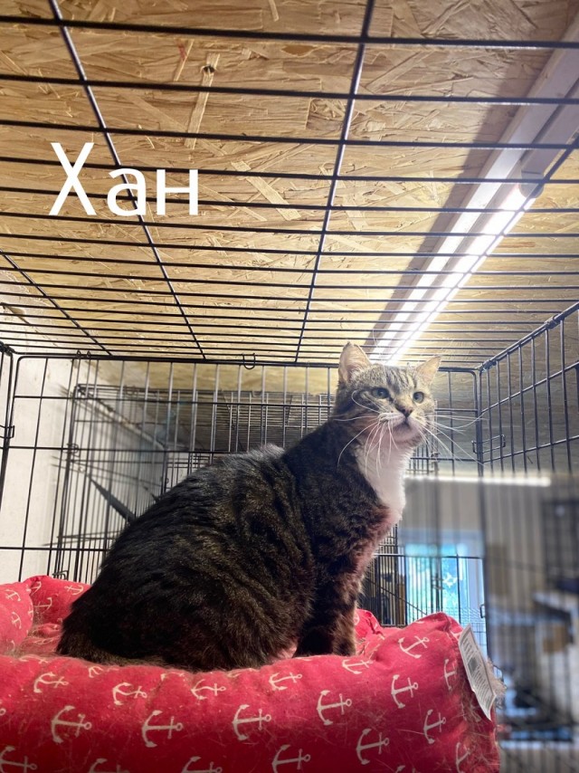 Жизнь домашнего приюта "Котоленд" 508