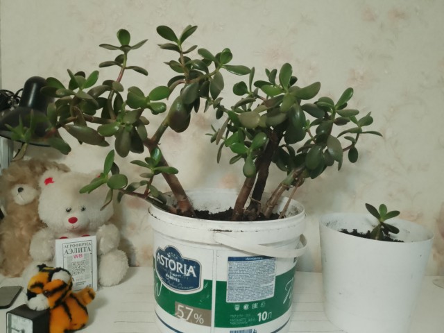 Вот, вымахал за лето.