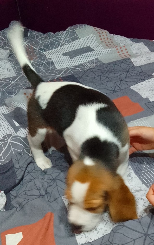 Новый член семьи