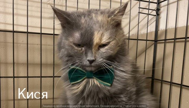 Жизнь домашнего приюта "Котоленд" 526