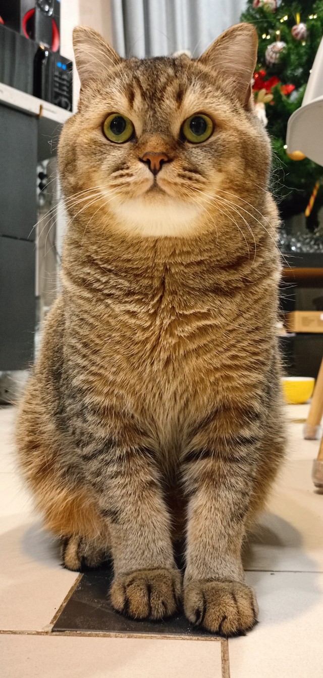 Вот и мой кот