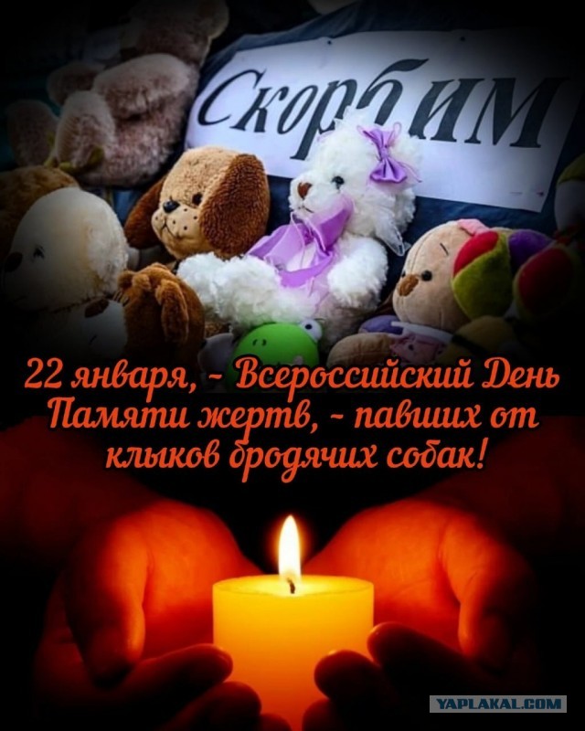 Жители боятся гулять с питомцами в ЖК «Мещерский лес»