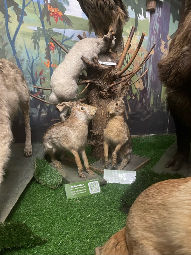 Симпатичных зверюшек вам на вечер