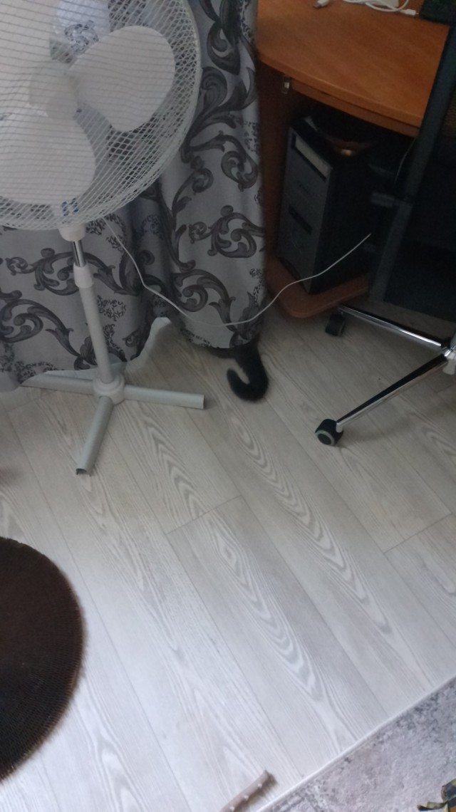 Коты-интроверты