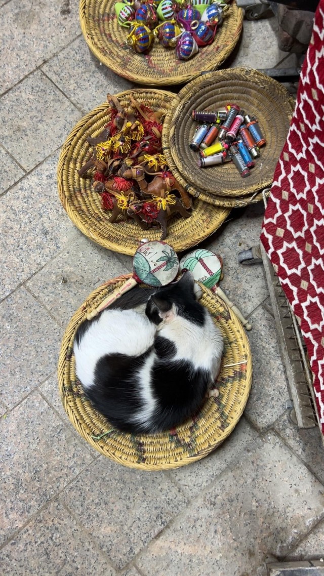 Уличные кошки Марокко