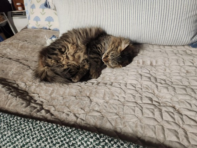 Рандомных фото котов тред