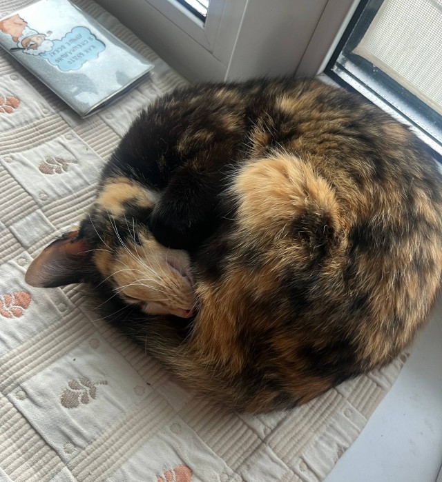 Снова наши коты