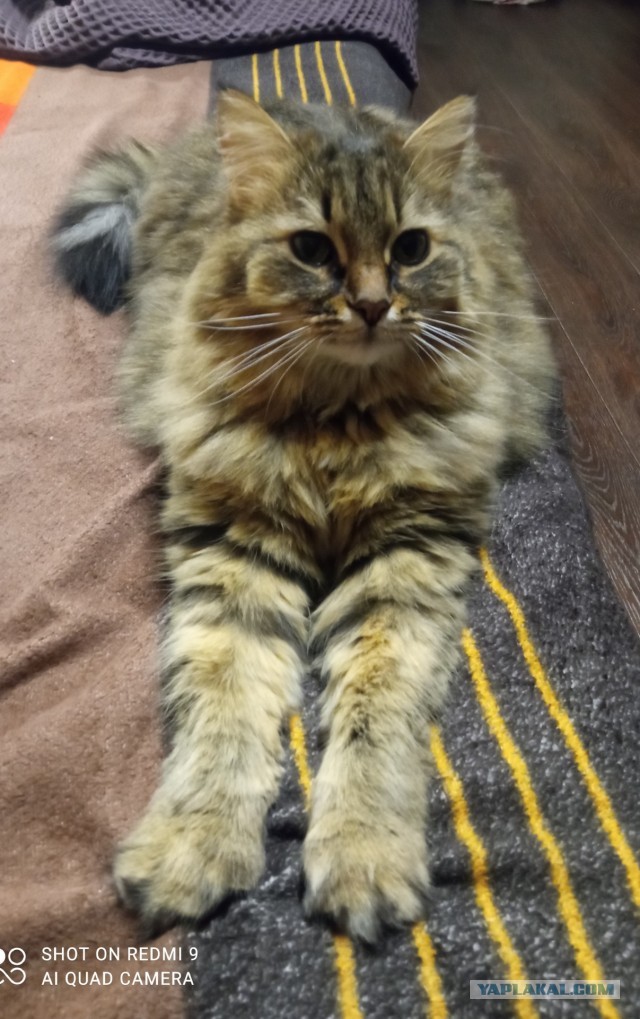 Прибавление в котосемействе.