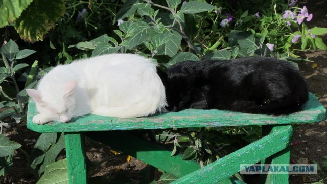 Котовторник 23.07.2013