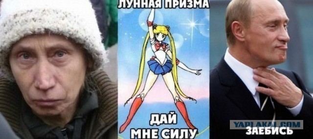 На Крещатике нашли собаку похожую на Путина