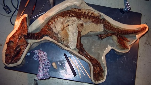 Неповрежденный скелет малыша-динозавра
