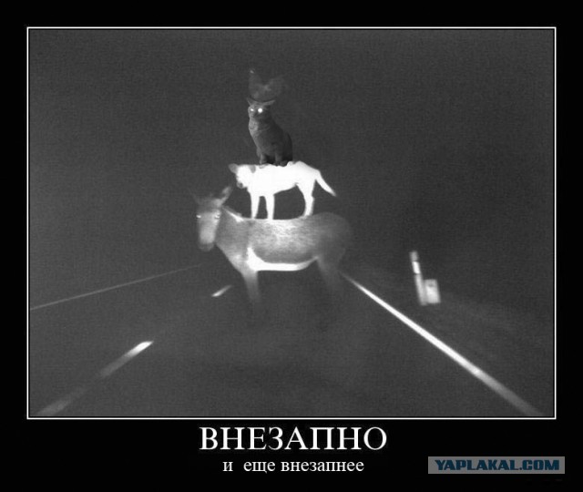 Фотожаба: Злой Кот