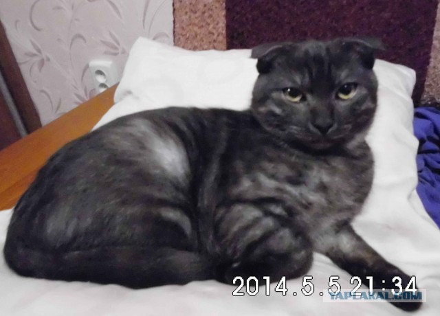 Котовторник 6.05.2014