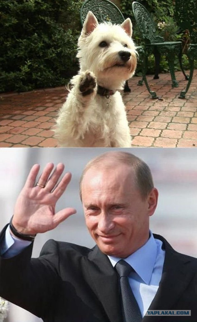 Путина Смешная