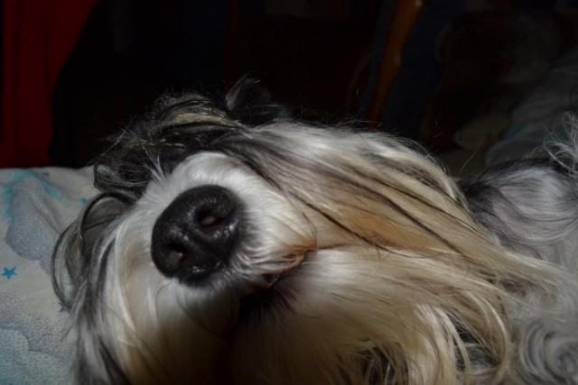 Собакочетверг (11 09 2014)