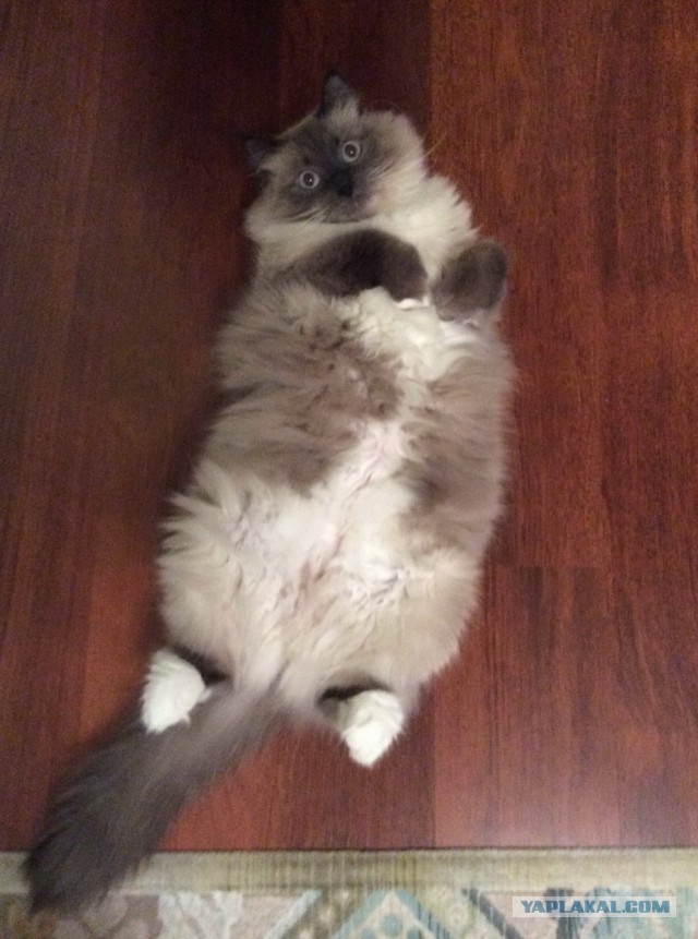 Котовторник 23.12.2014