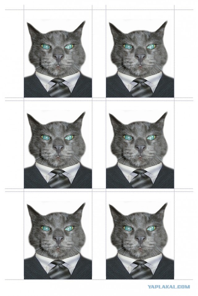 Дорогой, сфотографируй кота