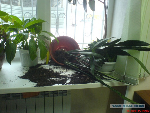 Все умрут, но некоторые не сегодня