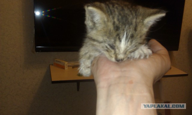 Котоводы, на помосчь!