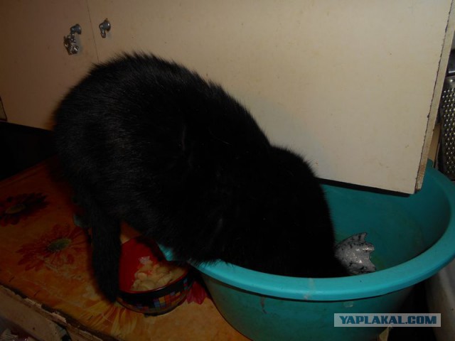 Жизнь домашнего приюта для котеек 95