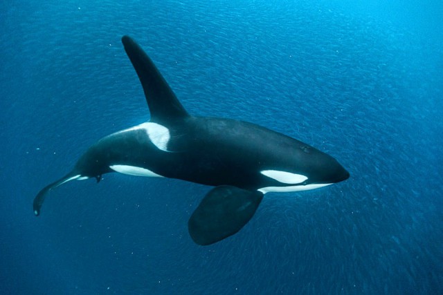 Orcinus orca