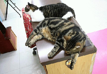Объемные кошки (3d-cats)