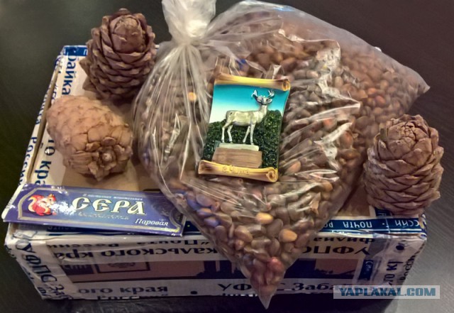 Создание ЯП'а
