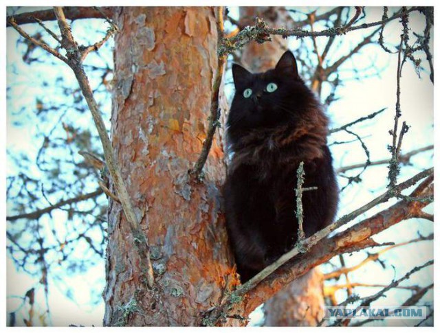 Котейки пост