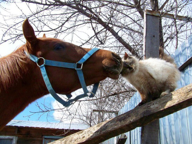 Коты и Кошки