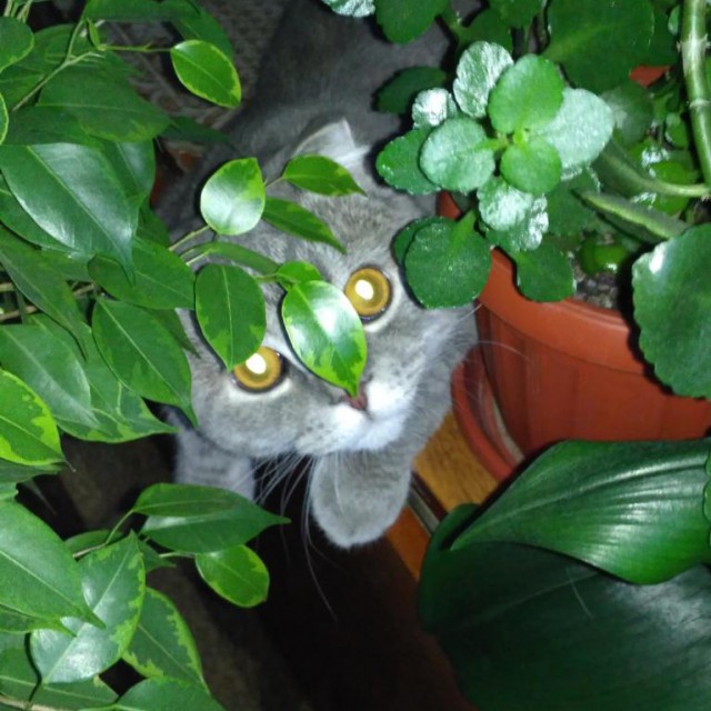 Котовторник 07.03.2017