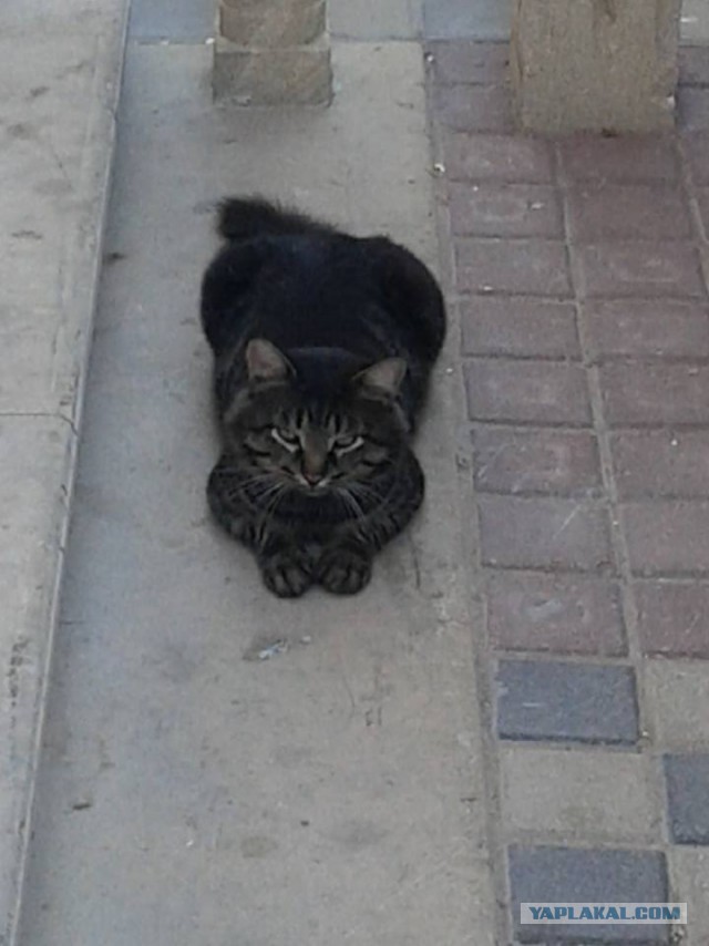 Котовторник 1.08.17