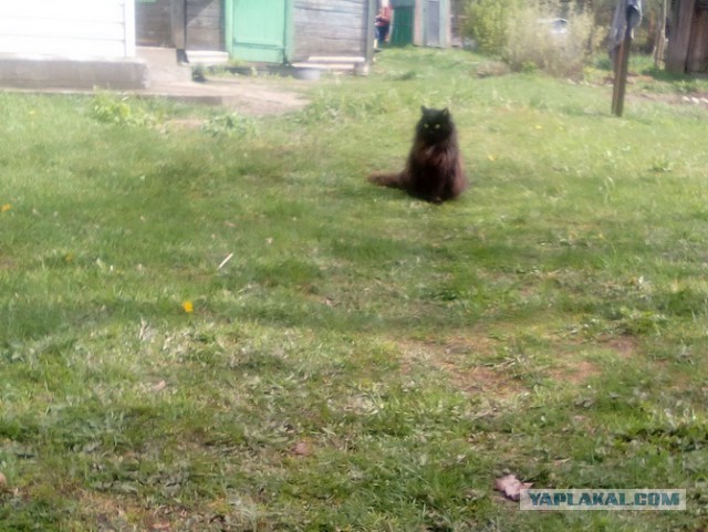Котовторник 19.09.2017