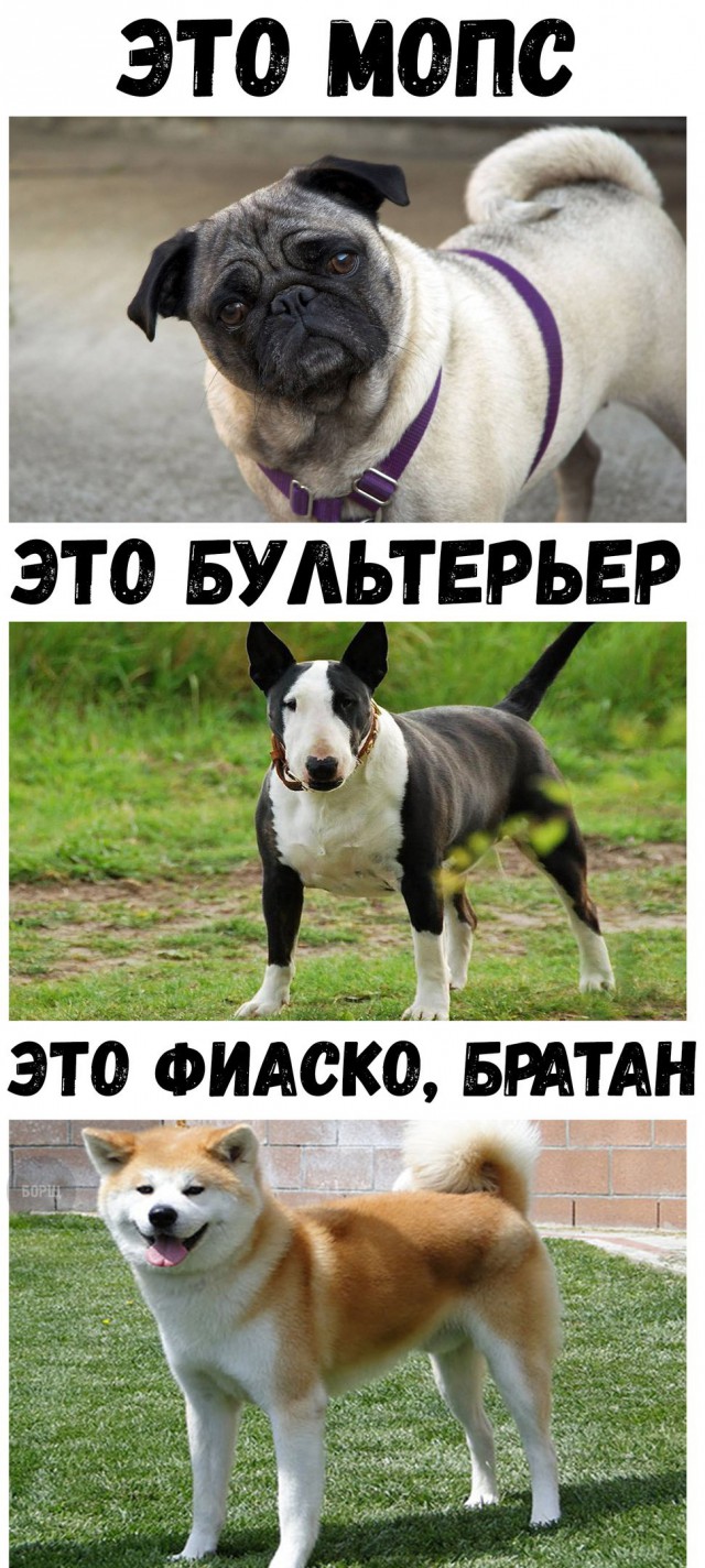 Подборка забавных животных