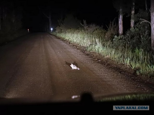 Ночной кошмар водителя