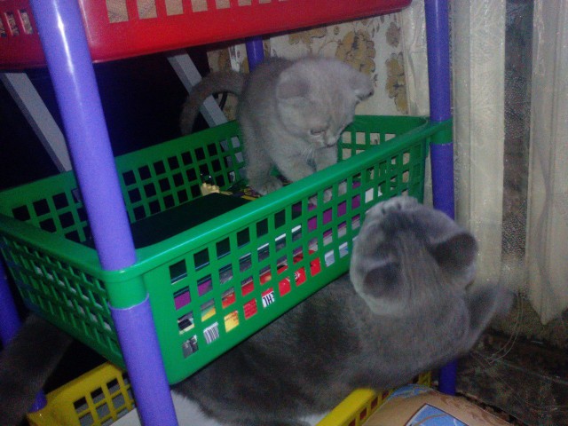 Коты и Кошки