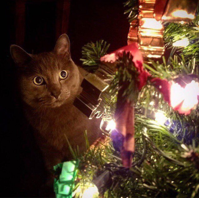 Коты и Кошки