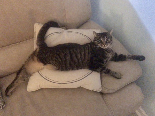 Прикольных котов пост