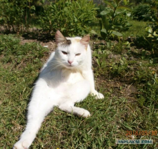 Котовторник 05.06.2018