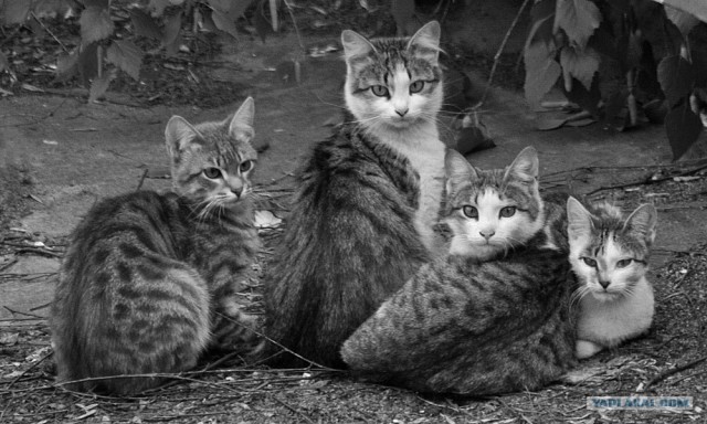 Котовторник на ЯПлакалъ (03.06), котята (31 шт)