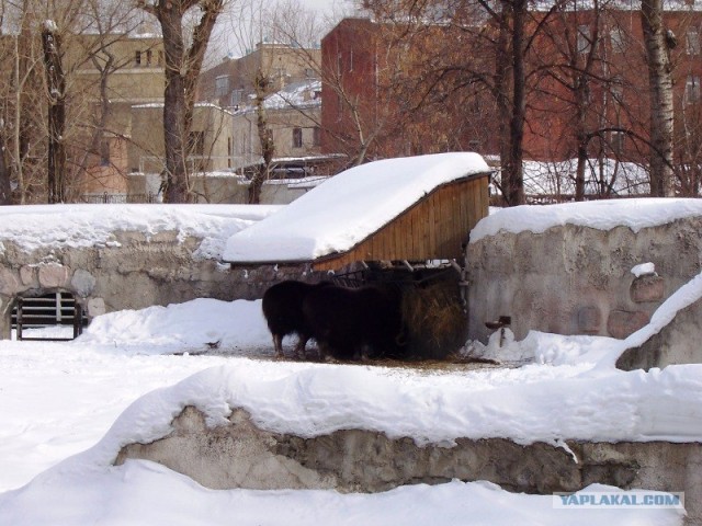 Московский зоопарк