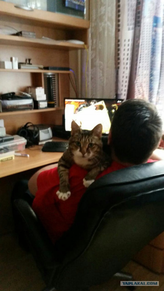 Давай заведем кота