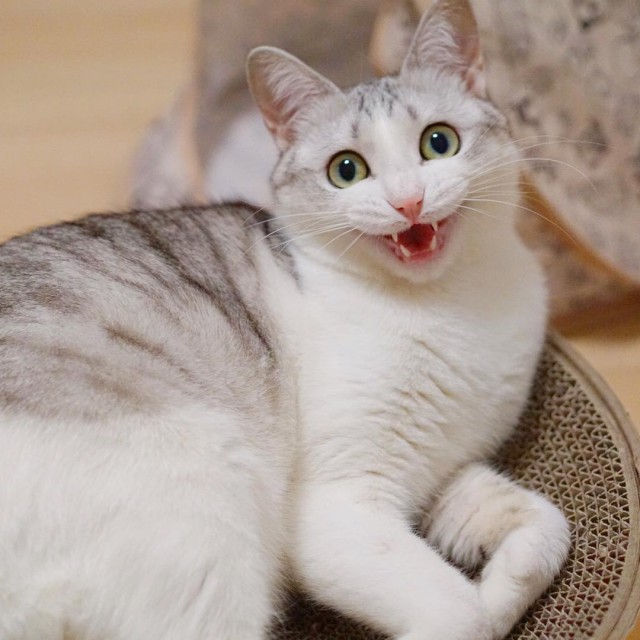 Прикольных котов пост