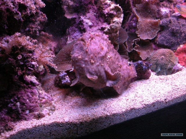 Рыба камень (3 фото)