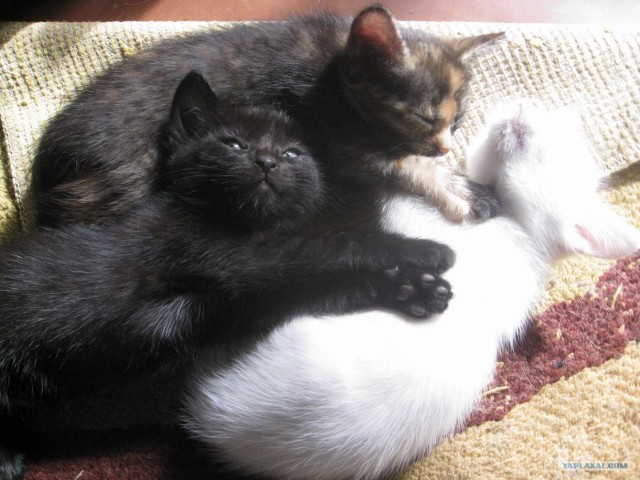Кошарий