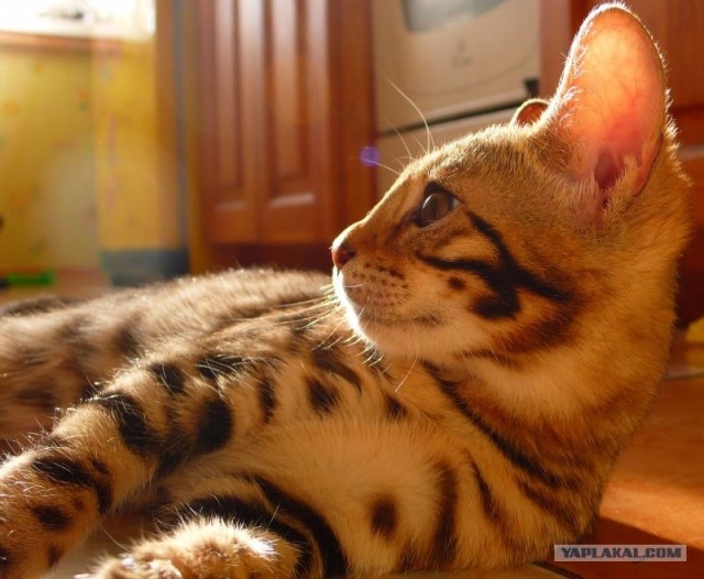Сонный Котовторник