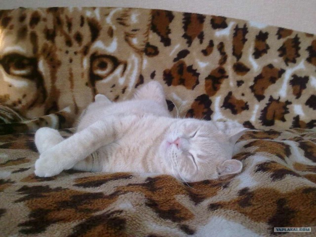 Котовторник 06.12.2011
