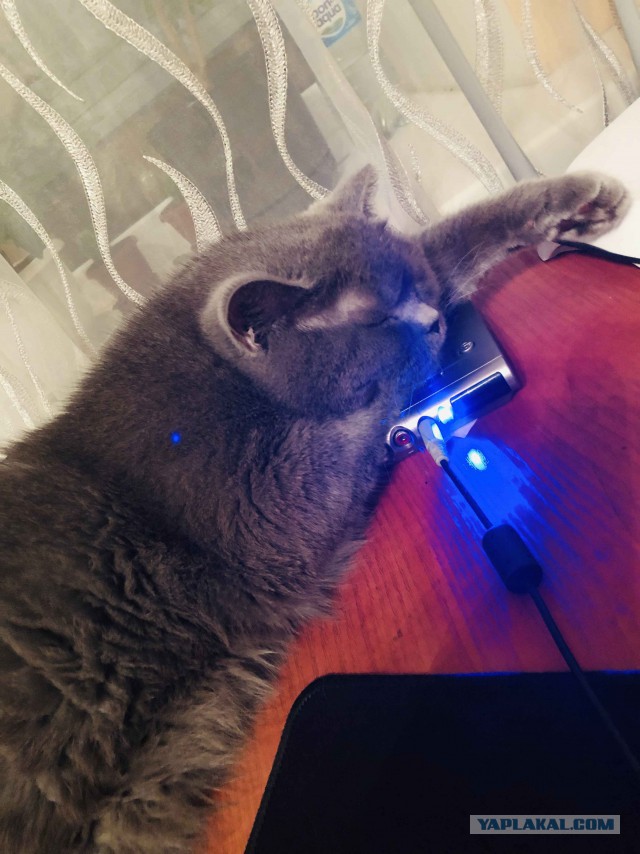 Странная кошачья логика, которую человеку никогда не постичь
